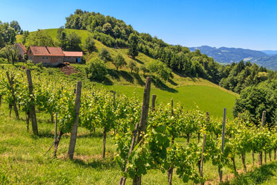 weinberge-seudsteiermark