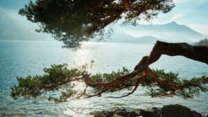 Kiefer über einem Alpensee im Gegenlicht